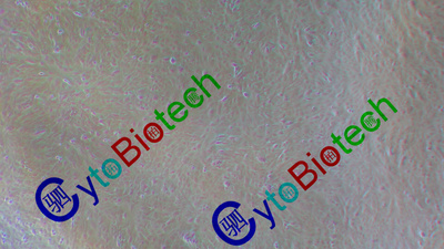 人视网膜色素上皮细胞(ARPE-19)