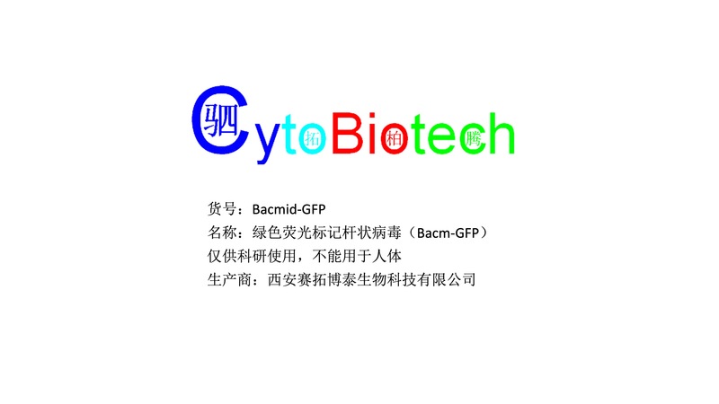 绿色荧光标记杆状病毒（Bacm-GFP）