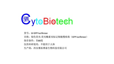 绿色荧光-荧光酶素双标记细胞慢病毒（GFP-luciferase）