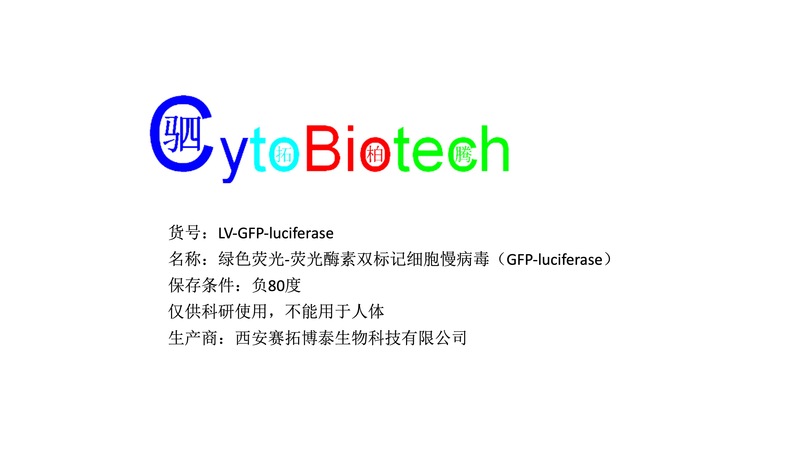 绿色荧光-荧光酶素双标记细胞慢病毒（GFP-luciferase）