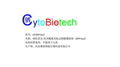 绿色荧光-荧光酶素双标记细胞慢病毒（GFP-luc2）