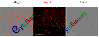 细胞核红色荧光标记的大鼠脑胶质瘤单克隆细胞株(11883-C6-mkate2-monoclon)