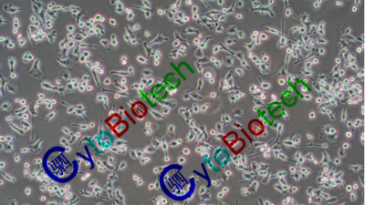 小鼠小胶质细胞（BV2细胞）